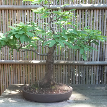Bonsai - Tamarind