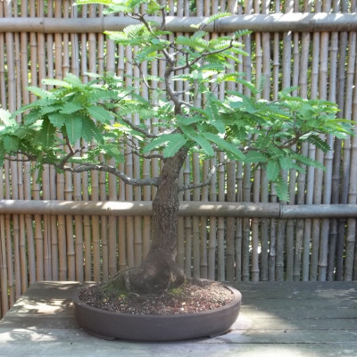 Bonsai - Tamarinde
