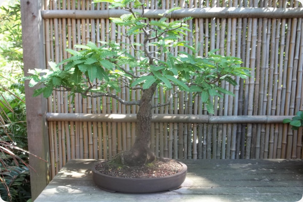 Bonsai - Tamarinde