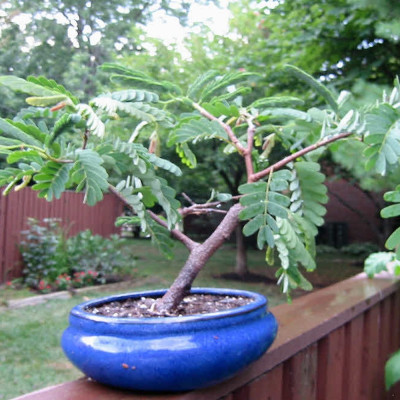 Bonsai - Tamarinde