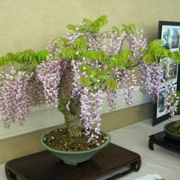 Bonsai - Wisteria 