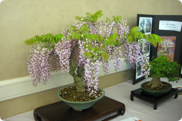 Bonsai - Wisteria 