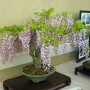 Bonsai - Blauregen 