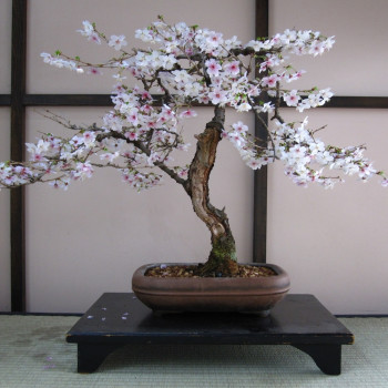 Bonsai - Japanische Blütenkirsche