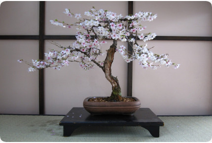 Bonsai - Japanische Blütenkirsche