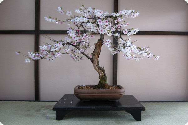 Bonsai - Japanese flowering cherry