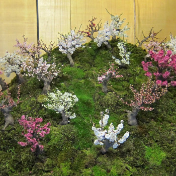 Bonsai - Japanische Blütenkirsche