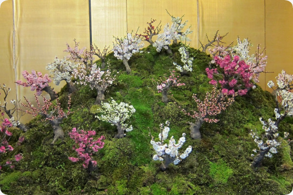 Bonsai - Japanese flowering cherry