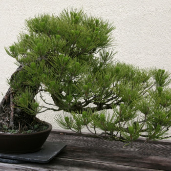 Bonsai - Mediterranean pine