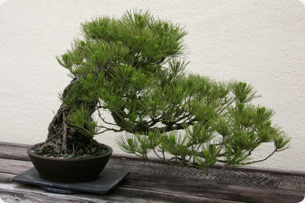 Bonsai - Mediterranean pine