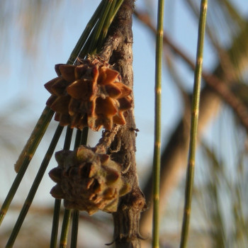 Bonsai - Australian Maritime Pine
