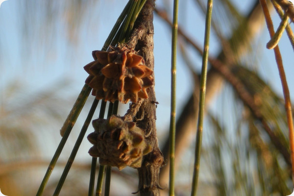 Bonsai - Australian Maritime Pine