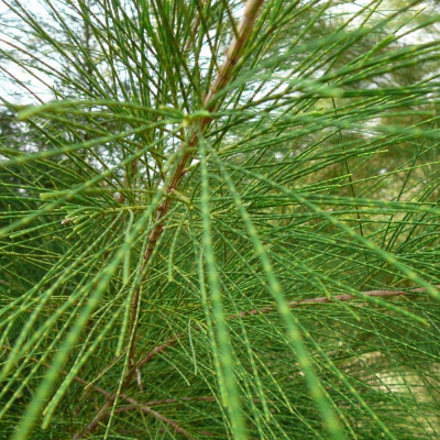 Bonsai - Australian Maritime Pine