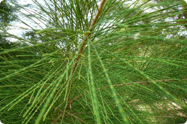 Bonsai - Australian Maritime Pine