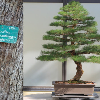 Bonsai - Australian Maritime Pine