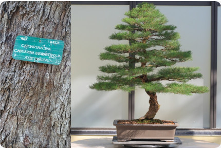 Bonsai - Australische Strandkiefer