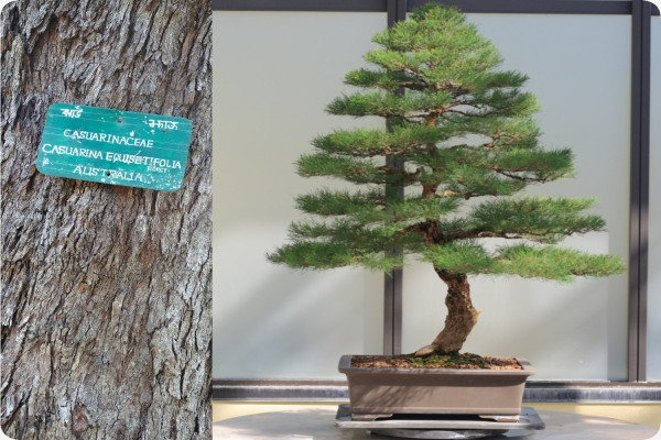 Bonsai - Australian Maritime Pine