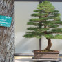 Bonsai - Australische Strandkiefer