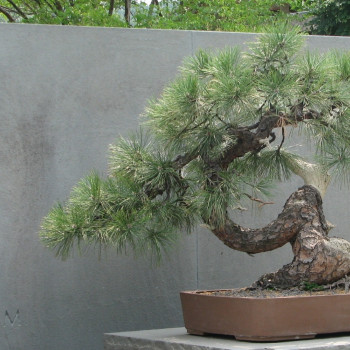 Bonsai - Golden Pine