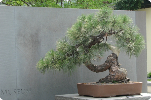 Bonsai - Golden Pine