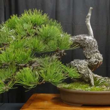 Bonsai - Golden Pine