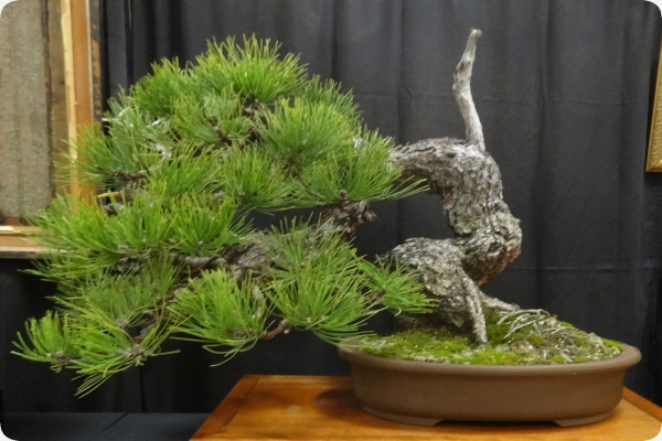 Bonsai - Golden Pine