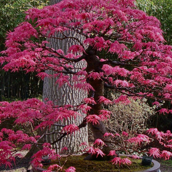 Bonsai - Roter Fächerahorn