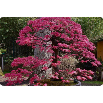 Bonsai - Roter Fächerahorn