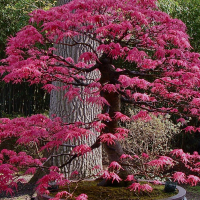 Bonsai - Red Japanese Maple