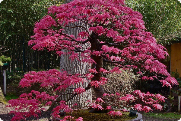 Bonsai - Red Japanese Maple