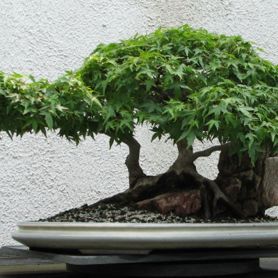 Bonsai - Red Japanese Maple
