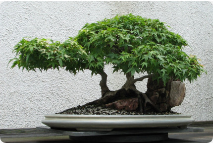 Bonsai - Roter Fächerahorn