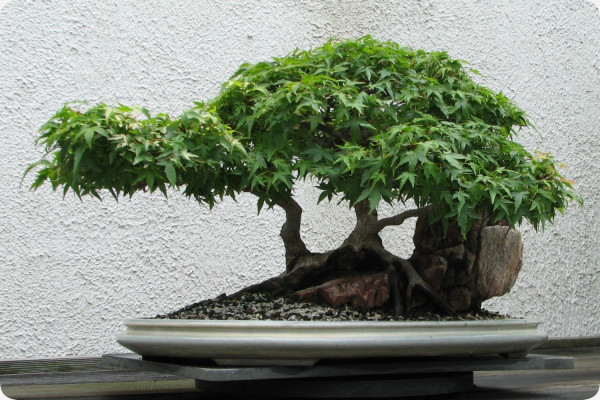 Bonsai - Red Japanese Maple