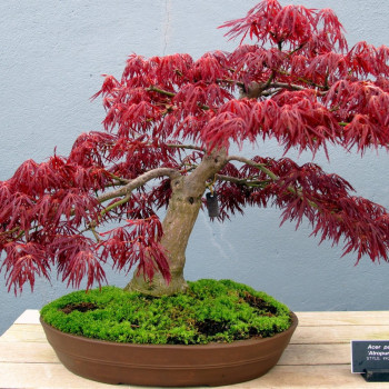 Bonsai - Roter Fächerahorn