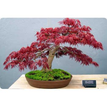 Bonsai - Roter Fächerahorn
