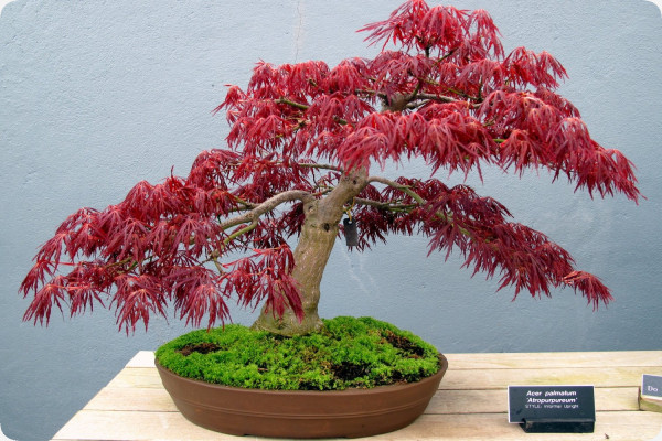 Bonsai - Red Japanese Maple