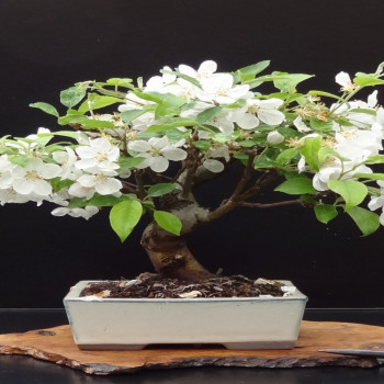 Bonsai - Europäischer Wildapfel