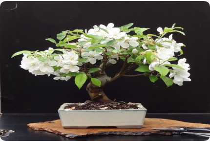 Bonsai - Europäischer Wildapfel