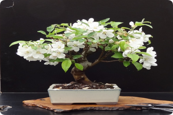 Bonsai - European Wild Apple