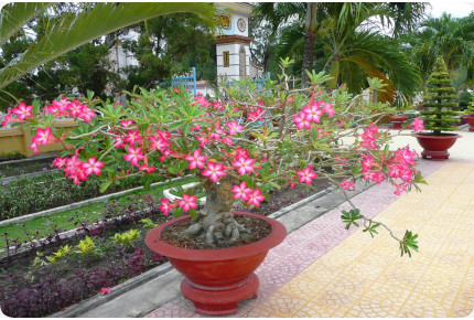 Bonsai - Wüstenrose