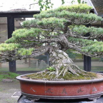 Bonsai - Japanese white pine