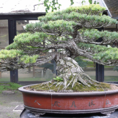 Bonsai - Mädchenkiefer