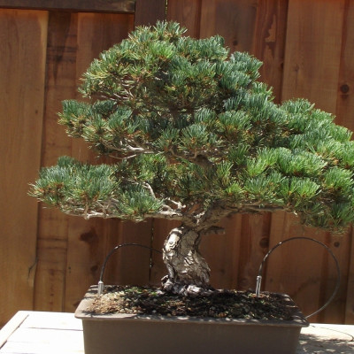 Bonsai - Mädchenkiefer