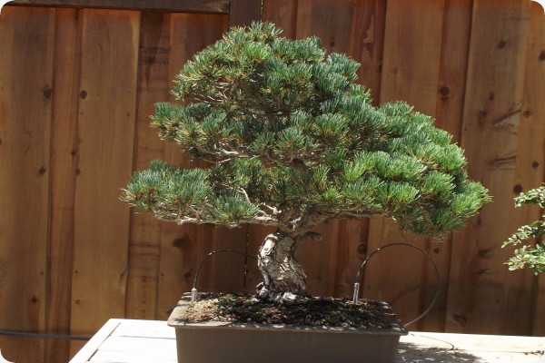 Bonsai - Mädchenkiefer