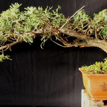 Bonsai - Lebanon Cedar