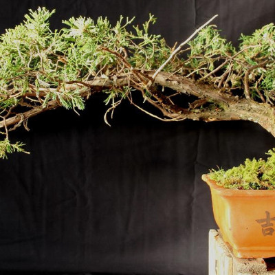 Bonsai - Lebanon Cedar