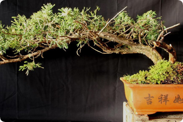 Bonsai - Lebanon Cedar