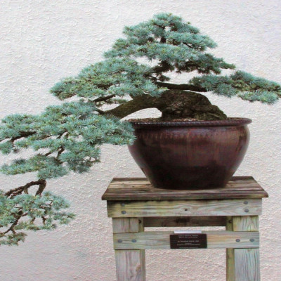 Bonsai - Lebanon Cedar