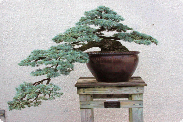 Bonsai - Lebanon Cedar