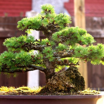 Bonsai - European Larch
